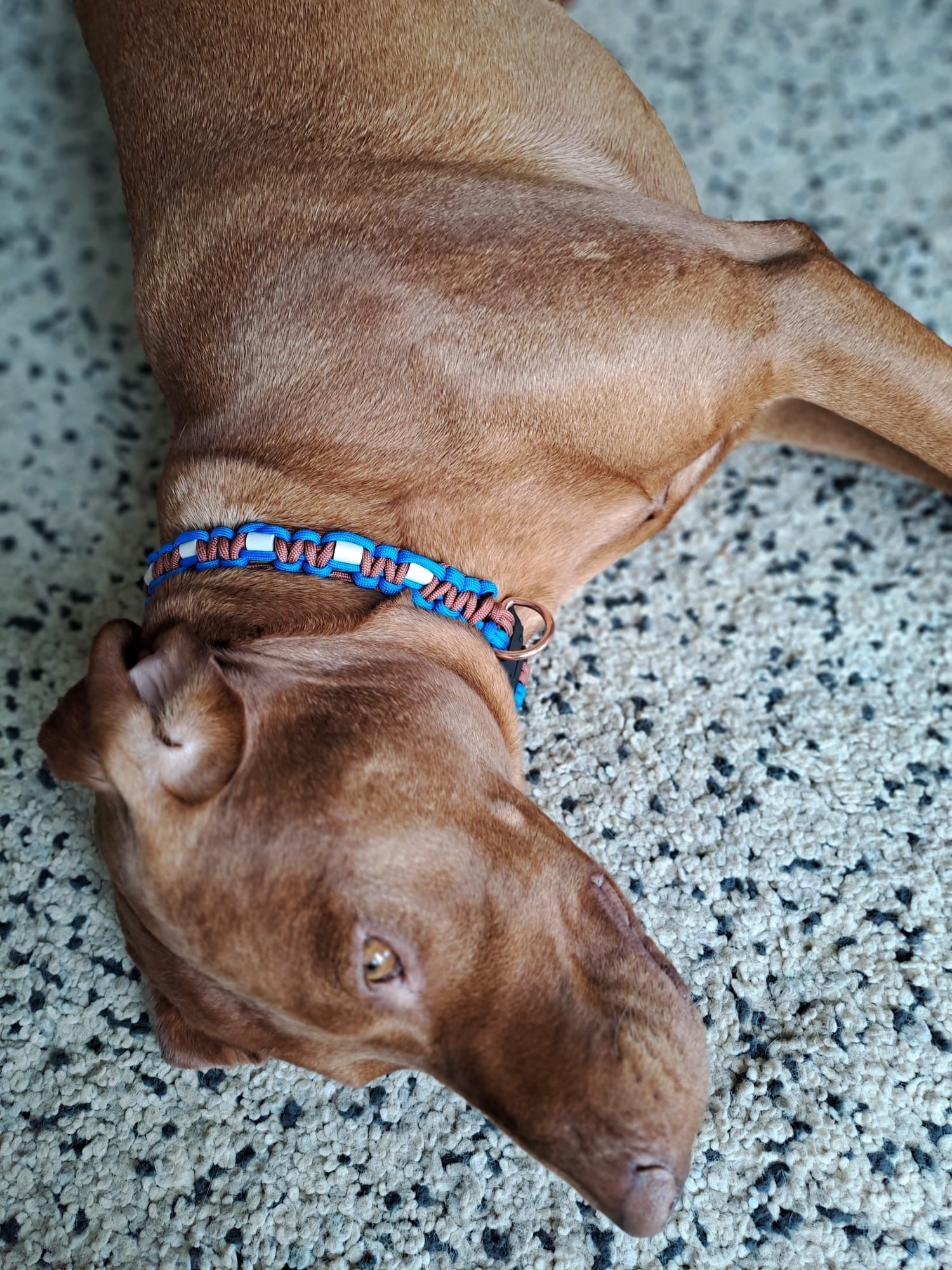 Grecian Blue and Terracotta Anti-Tick Collar