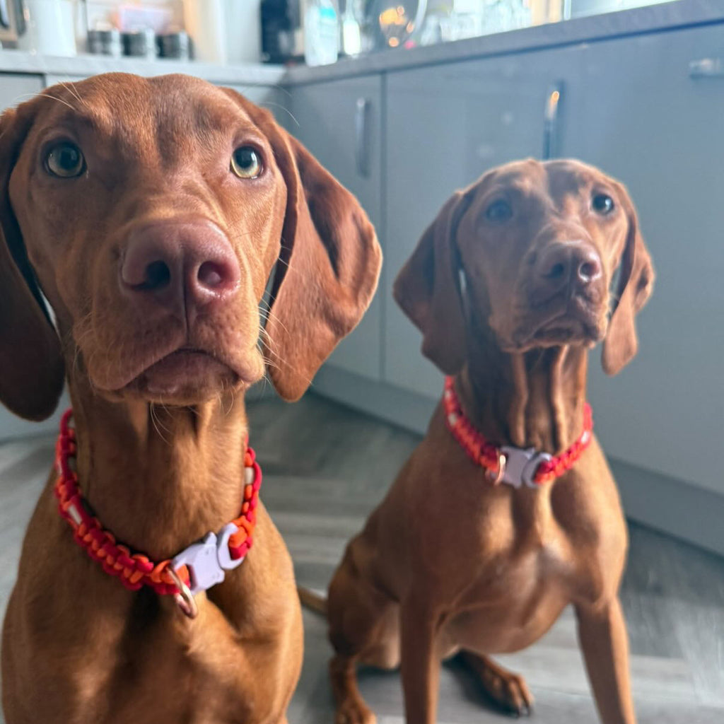 Poppy Red and Solar Orange Anti-Tick Collar