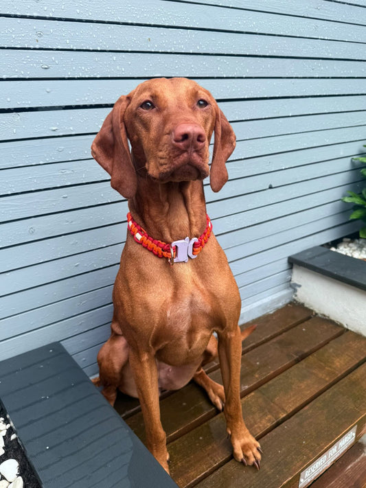 Poppy Red and Solar Orange Anti-Tick Collar