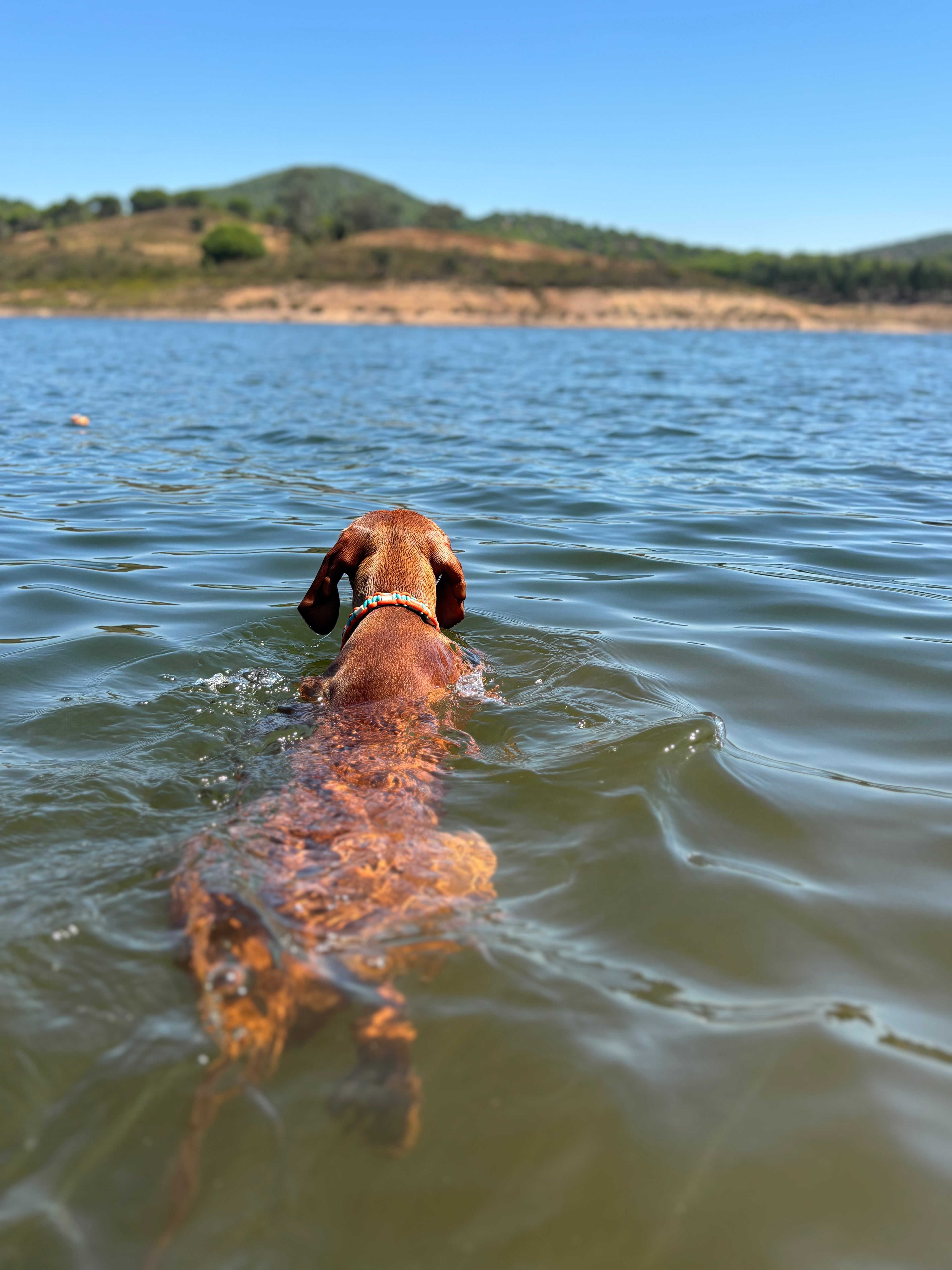 Turquoise and Fox Orange Anti-Tick Collar