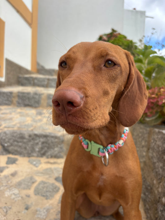 Tri-colour Turquoise, Orange and Pink Anti-Tick Collar