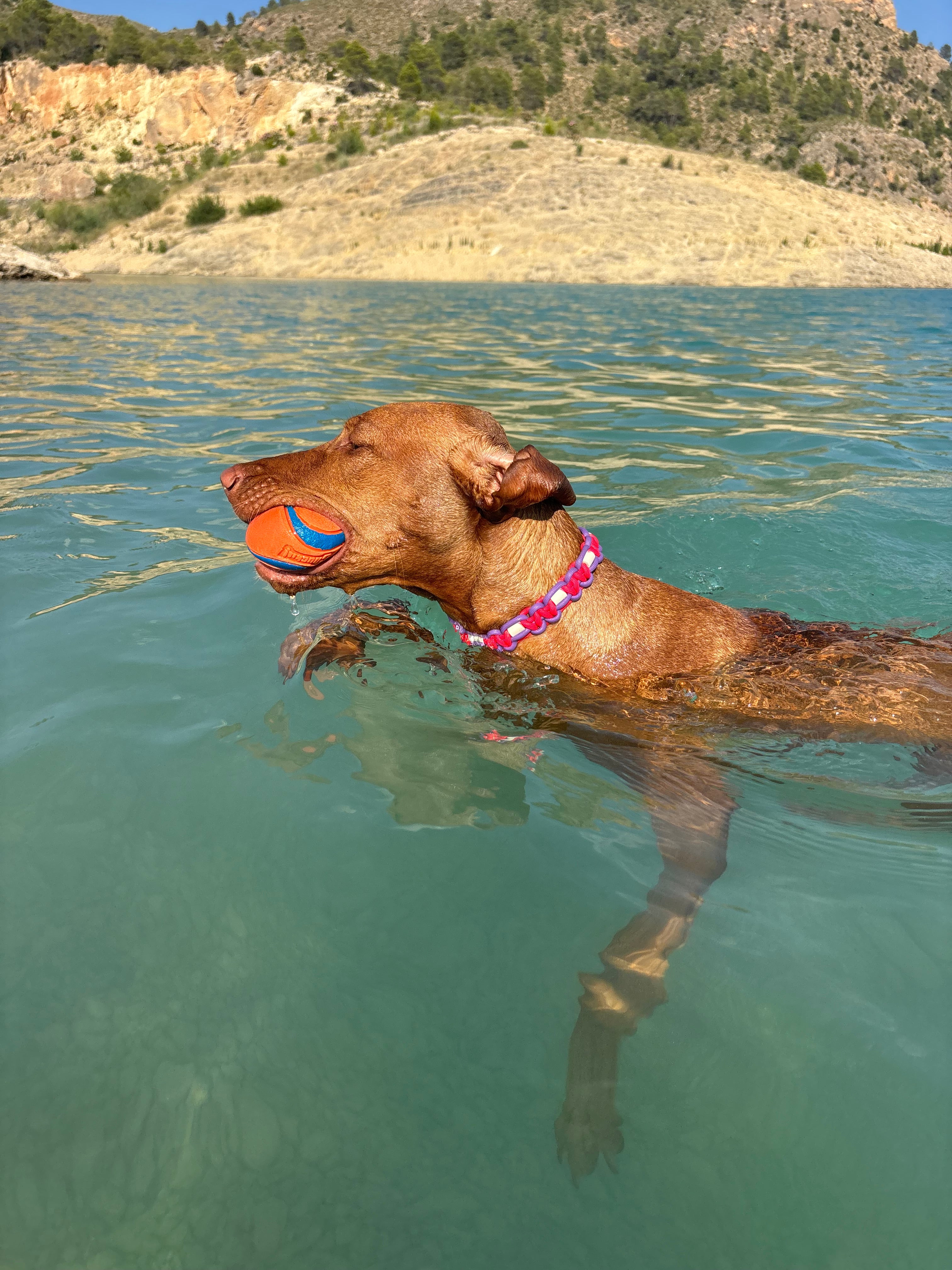 Lilac and Cerise Pink Anti-Tick Collar