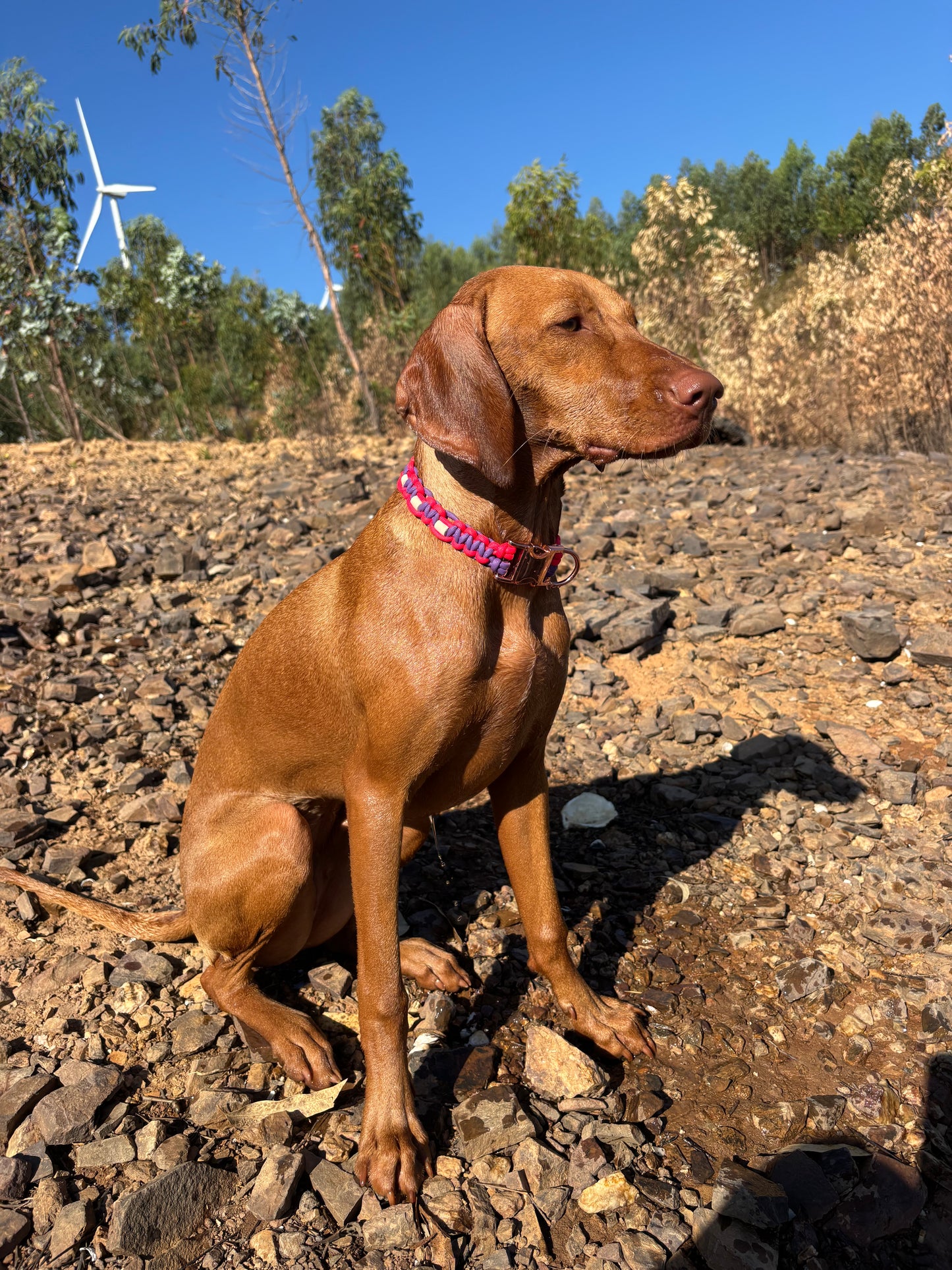 Lilac and Cerise Pink Anti-Tick Collar