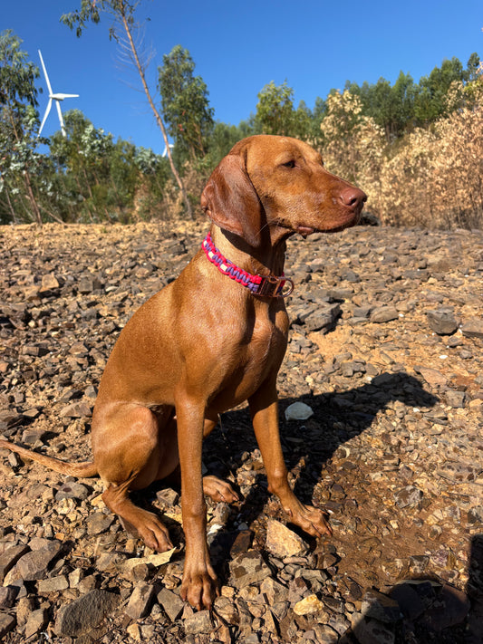 Lilac and Cerise Pink Anti-Tick Collar