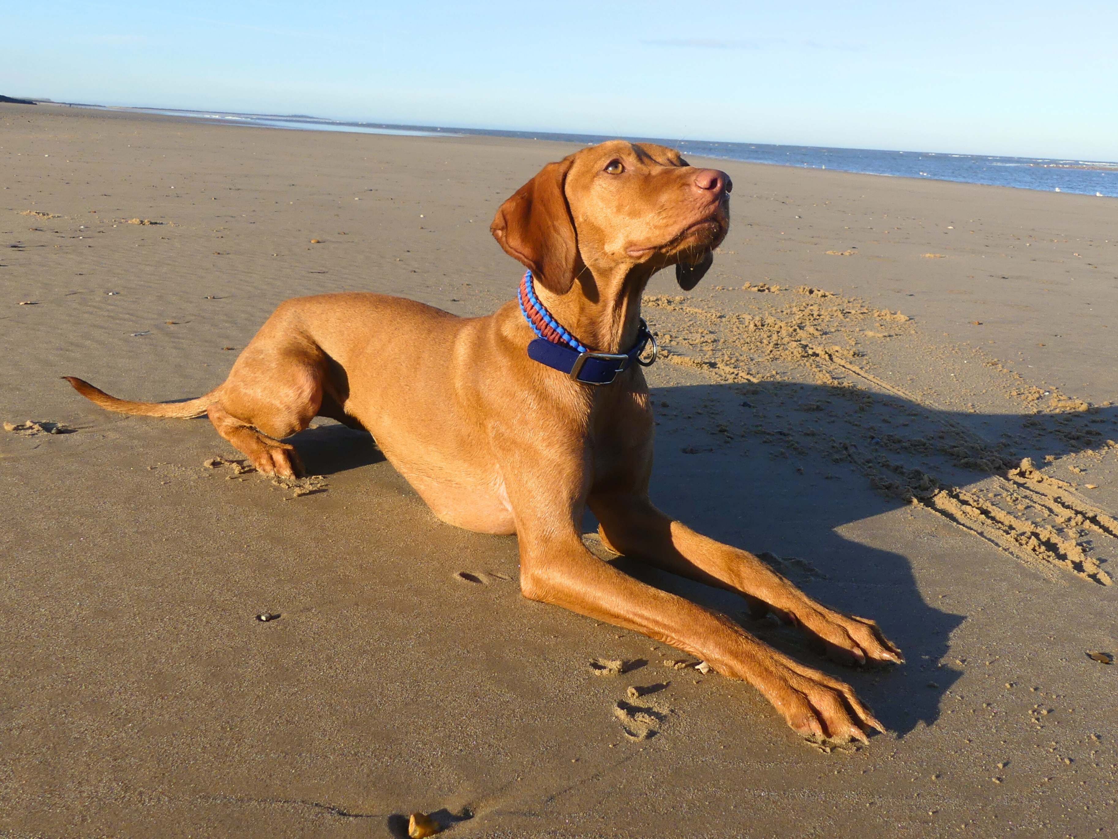 Terracotta & Blue BioThane®/Paracord Adjustable Collar